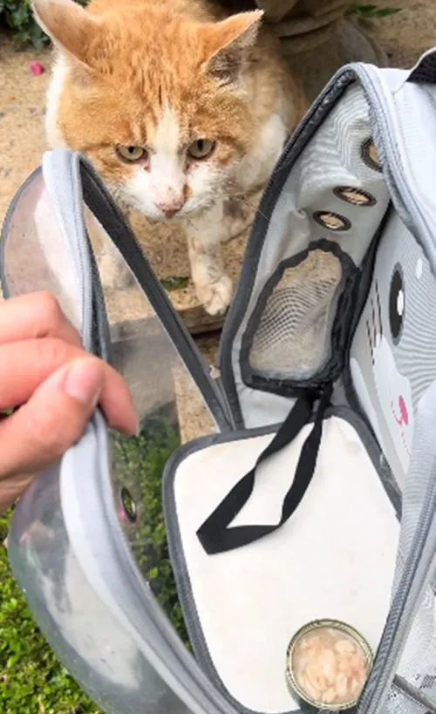 暴雨下1只流浪猫缩在垃圾桶里,眼神早已没了光:能活着就不错了 暴雨下1只流浪猫缩在垃圾桶里,眼神早已没了光:能活着就不错了