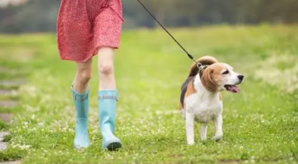 三个月的幼犬能遛狗吗 三个月的幼犬能遛狗吗
