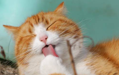 猫咪的鼻子不湿润了是什么原因 猫咪的鼻子不湿润了是什么原因
