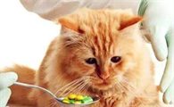 怎么区分猫鼻支和感冒