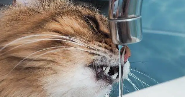 猫为什么不喝食物旁边的水了