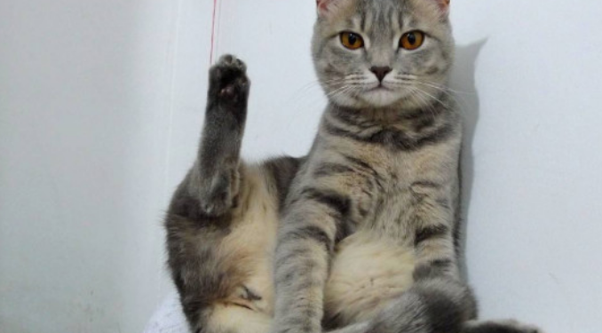 如何消除猫骚味