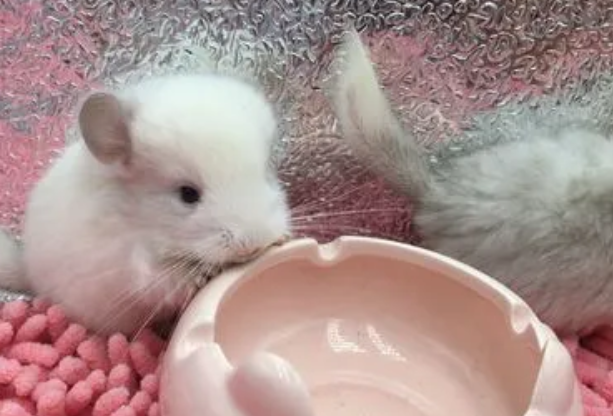 想知道粉白龙猫怎么养?还不速来收藏这篇文章 想知道粉白龙猫怎么养?还不速来收藏这篇文章