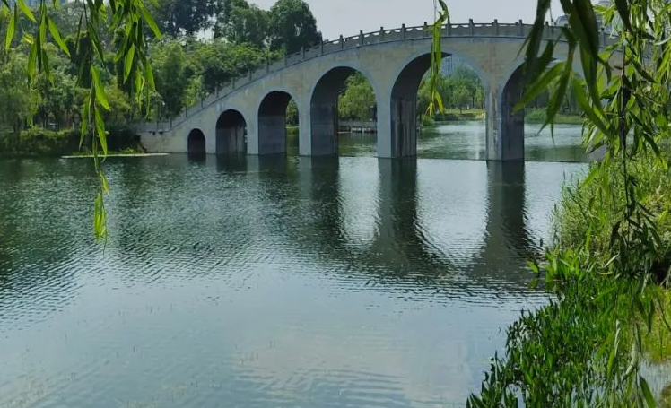 “水中大熊猫”——桃花水母现身眉山,对水质要求“苛刻”! “水中大熊猫”——桃花水母现身眉山,对水质要求“苛刻”!