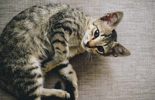 夏天猫呼吸急促正常吗为什么 夏天猫呼吸急促正常吗为什么