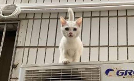 人在家中坐，猫从天上来！莫名从窗外捡回一只猫，却不知主人是谁