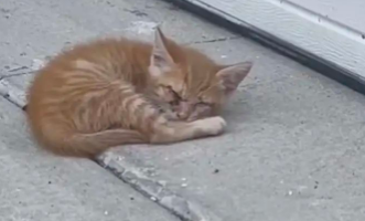 失明小橘猫虚弱躺车库前，好心屋主秒收编，全天候照料，如今！