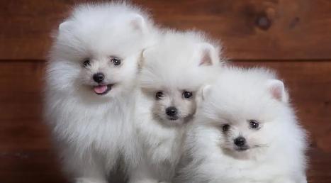 闪嫁名导三次婚姻这位名媛的人生像部小说哈希娱乐- 哈希游戏平台- 哈希游戏官方网站