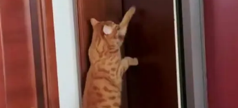 猫咪一直扒门一直叫怎么办