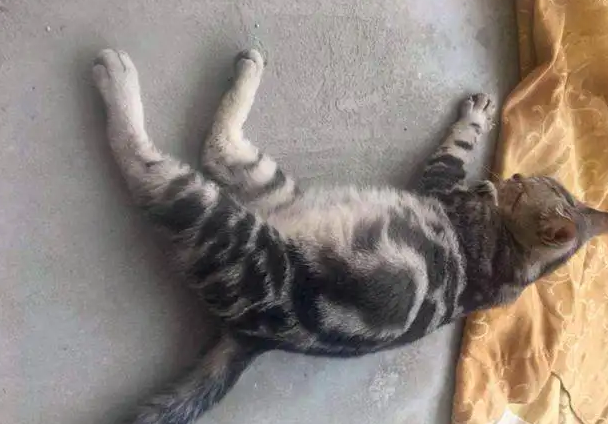 小猫肚子胀气的原因和解决办法是什么