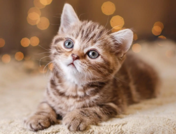 猫咪到家多长时间可以洗澡 猫咪到家多长时间可以洗澡
