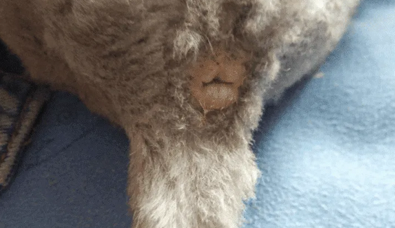 猫咪肛门附近有小窟窿眼怎么办 猫咪肛门附近有小窟窿眼怎么办