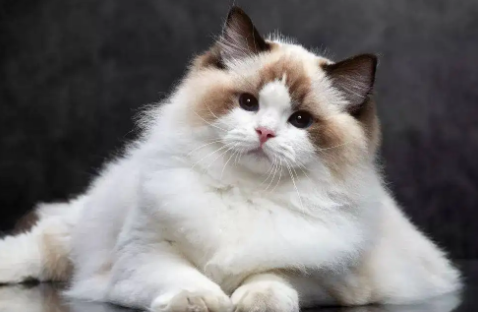 布偶猫的7种分类 布偶猫的7种分类