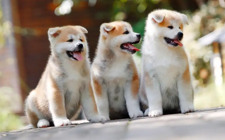 养秋田犬的人都后悔了