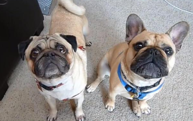 巴哥和法斗建议养哪个