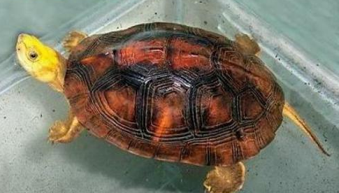 金头闭壳龟冬眠吗?想要饲养的朋友了解一下! 金头闭壳龟冬眠吗?想要饲养的朋友了解一下!