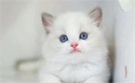 一个月的猫怎么喂养,注意什么