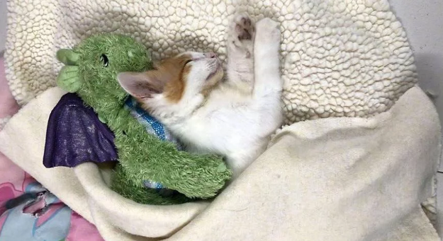家猫不要的旧玩具,被主人当垃圾丢弃,在流浪猫眼中竟成了宝贝 家猫不要的旧玩具,被主人当垃圾丢弃,在流浪猫眼中竟成了宝贝