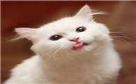 猫吃了塑料异物呕吐怎么办