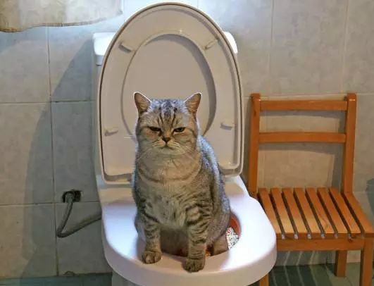 益之选猫粮,一款功能齐全的宠物粮 益之选猫粮,一款功能齐全的宠物粮