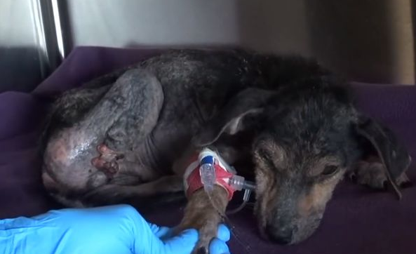 狗狗被人砍断腿丢弃到河里,被人救下后流下了感动的泪水! 狗狗被人砍断腿丢弃到河里,被人救下后流下了感动的泪水!