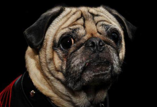 巴哥犬怎么看纯不纯 巴哥犬怎么看纯不纯