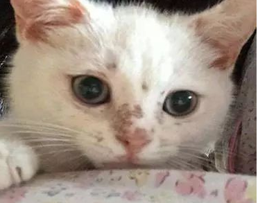 猫鼻子起猫藓是什么样子的 猫鼻子起猫藓是什么样子的