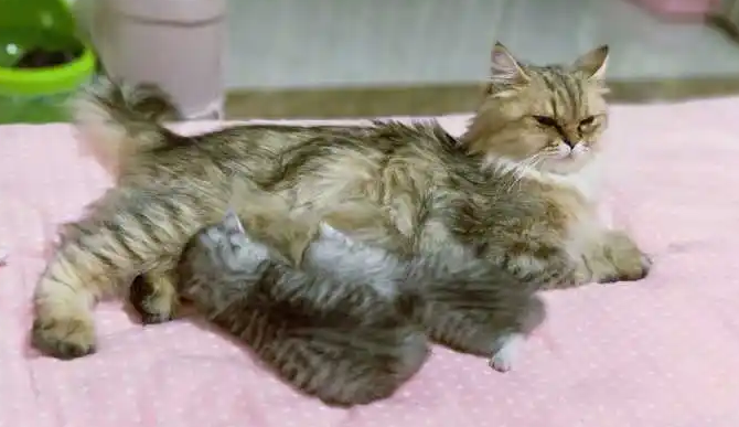 怎么判断猫咪是否怀孕