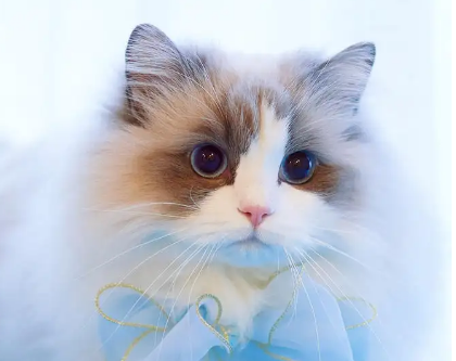自己在家给猫拆线怎么处理