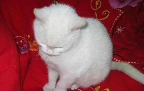 人在家中坐,猫从天上来!莫名从窗外捡回一只猫,却不知主人是谁 人在家中坐,猫从天上来!莫名从窗外捡回一只猫,却不知主人是谁