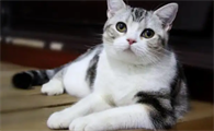 刚满月的小猫身上有跳蚤吗，需要怎么处理才好