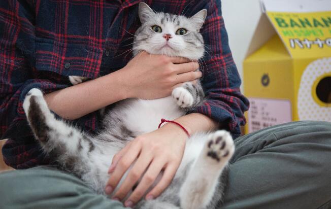 猫咪发出咕噜咕噜的声音