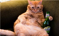 猫咪可不可以喝啤酒