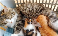 猫剖腹产加绝育后有奶吗