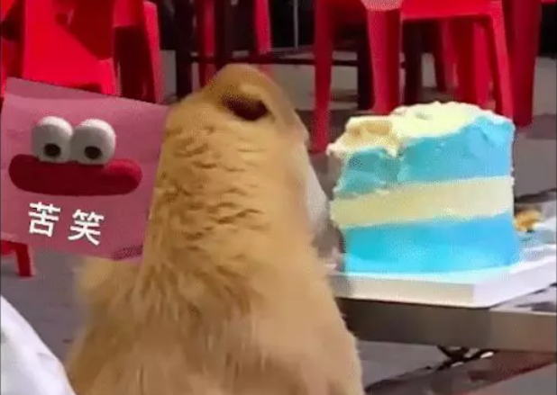 朋友在外过生日, 蛋糕却被流浪狗给偷吃了! 狗, 祝你生日快乐哈! 朋友在外过生日, 蛋糕却被流浪狗给偷吃了! 狗, 祝你生日快乐哈!