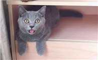 猫运动后喘气急促吐舌头怎么回事
