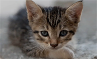 营养膏猫咪多久喂一次 一次喂多少