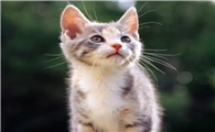 小猫被压吐血了还能活吗