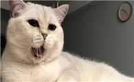 猫出黄眼屎怎么回事