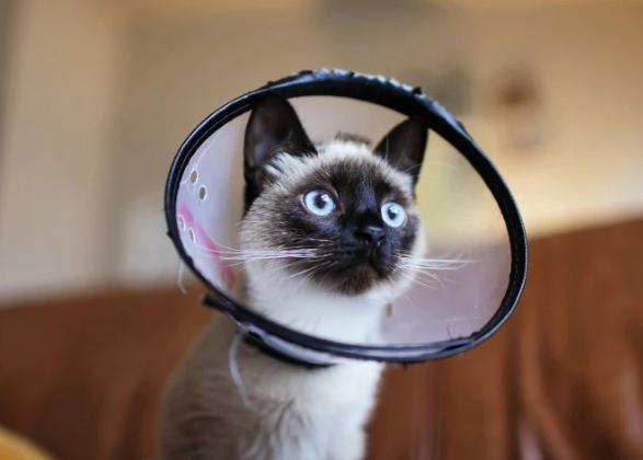 猫手术拆线后多少天可以舔伤口