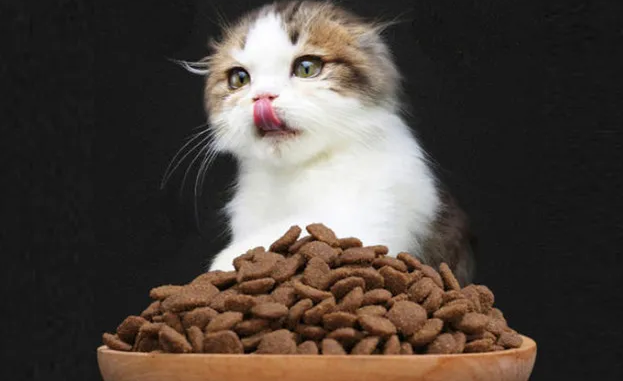 小猫不吃猫粮怎么办