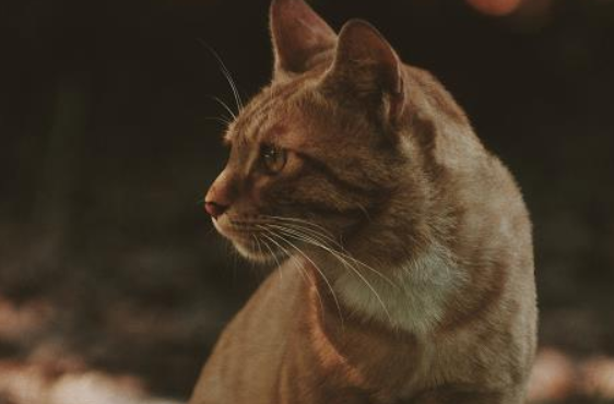 猫一直在地上打滚是为什么一直叫