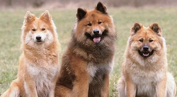 想养一只欧亚大陆犬？先了解它的性格如何！