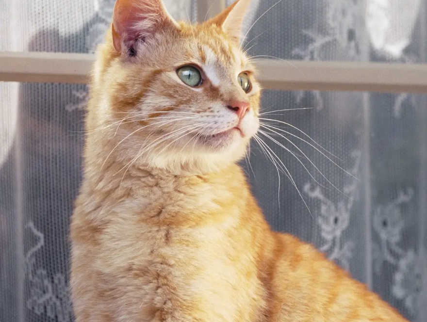 猫咪鼻炎的症状表现有哪些