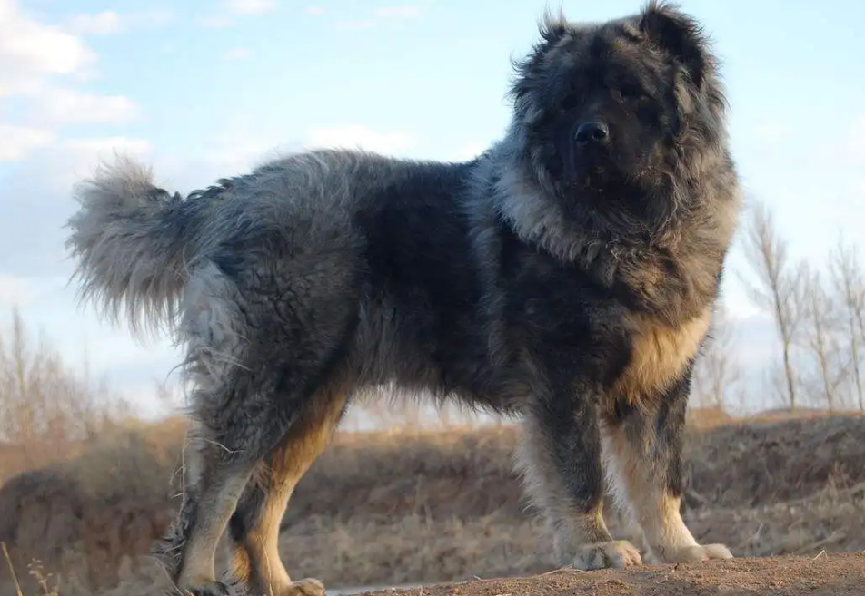 爱尔兰猎狼犬和高加索犬的哪个更大