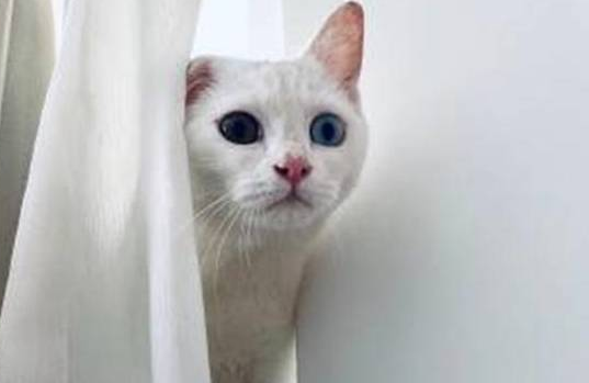 人在家中坐,猫从天上来!莫名从窗外捡回一只猫,却不知主人是谁 人在家中坐,猫从天上来!莫名从窗外捡回一只猫,却不知主人是谁