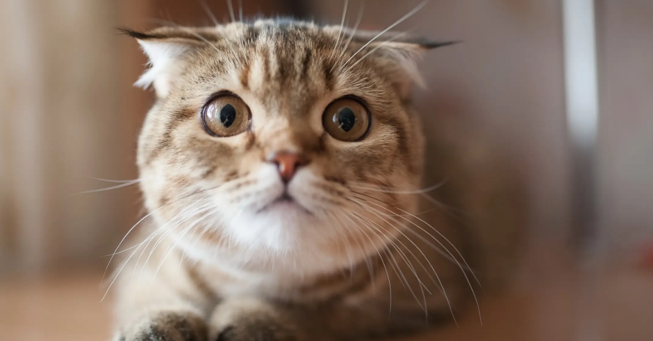 博来恩驱虫药被猫舔了有事吗