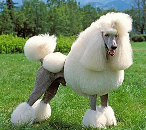 饲养贵宾犬6大禁忌