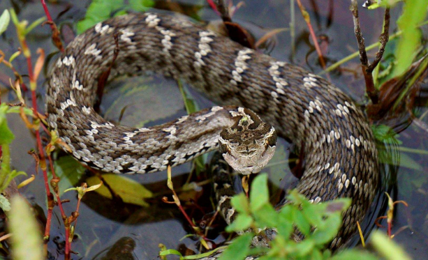 短尾蝮蛇可以家养吗?感兴趣的了解一下!