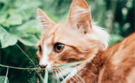 小猫养几个月就可以生孩子